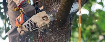 Tree and Shrub Care in Lakewood, NY