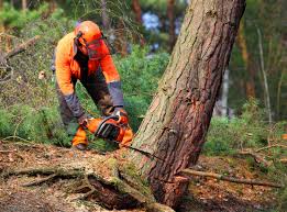 Best Storm Damage Tree Cleanup  in Lakewood, NY