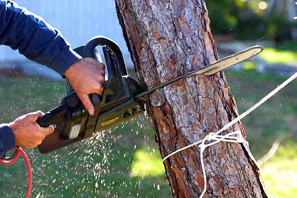 Professional Tree Care in Lakewood, NY