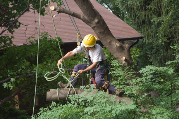 How Our Tree Care Process Works  in  Lakewood, NY