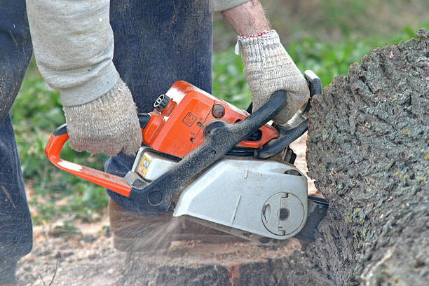 How Our Tree Care Process Works  in  Lakewood, NY